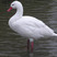 Coscoroba Swan